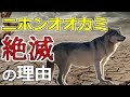 【ニホンオオカミ絶滅の理由】どうして日本から狼が消えたのか