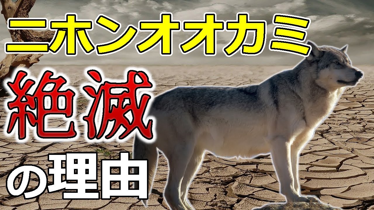 ニホンオオカミ絶滅の理由 どうして日本から狼が消えたのか Youtube