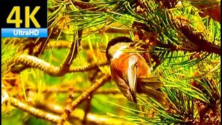 [4K] Birdwatching_Compilation of Cute Little Birds Chestnut-backed Chickadee's Actions!