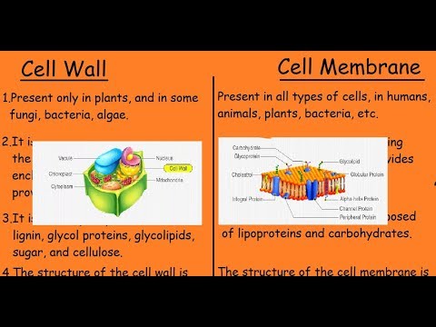 Cell Wall Vs Cell Membrane |Quick differences and Comparison|