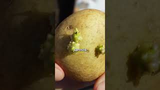 Heres How You Grow Potatoes In A Bucket...