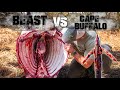 Beast broadhead vs cape buffalo