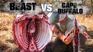 BEAST BROADHEAD VS CAPE BUFFALO