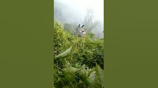 Pikat burung perling paling ampuh👍langsun dapat 2 ekor