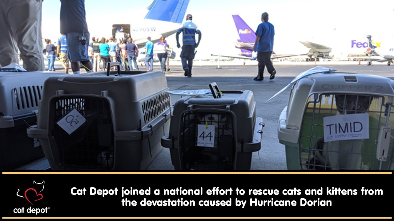 Cat Depot Joins in on an International Animal Rescue Effort