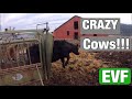 Crazy Cows!!! | Vaccinating Calves!