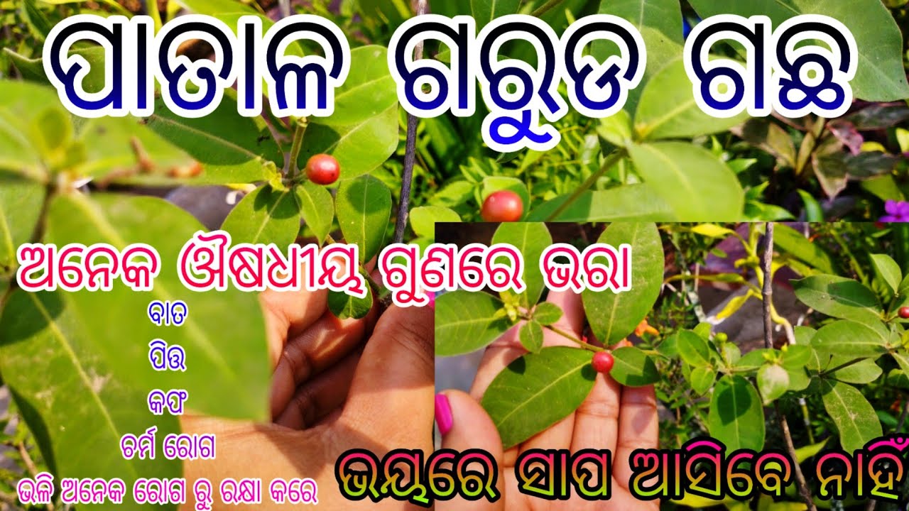 ପାତାଳ ଗରୁଡ ଗଛ ଯେଉଁଠି ବି ଦେଖୁଛନ୍ତି ନେଇ ଆସନ୍ତୁ/ଘରେ କେଉଁଠି ରଖିଲେ ଶୁଭ ହେବ/କଣ ଉପକାରିତା ଅଛି/Sarpgandhha