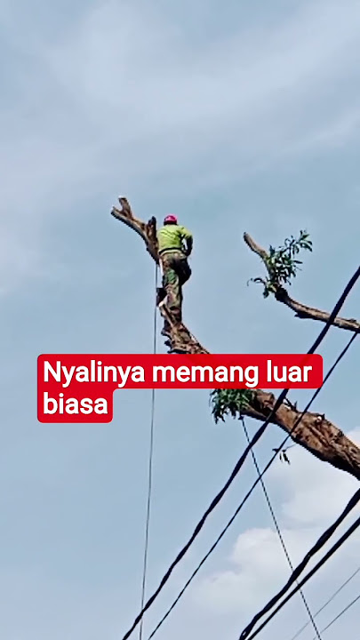 memotong puncak ranting pohon