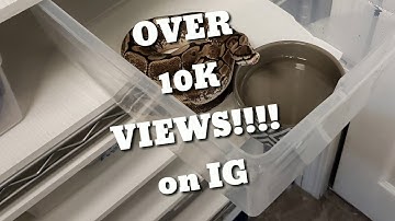 Ball Python feeding video V2 *contains LIVE feeding* #ballpython #snakefeeding