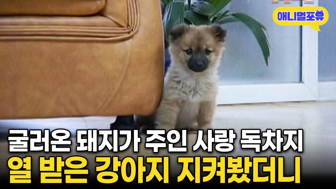 “너 아주 잘 걸렸다” 분노의 복수 펼치는 강아지 I KBS 주주클럽 - 우당탕탕! 5살 현이의 농장일기 050106 방송