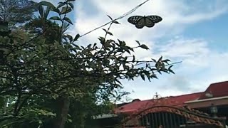 Hi Butterfly,Bye Butterfly by Wandafullvideo 63 views 3 years ago 39 seconds