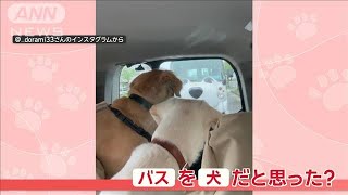 「追いかけられるワン」思わず二度見…迫る“犬バス”をほえるワンちゃんの気持ちは？【羽鳥慎一モーニングショー】(2024年5月21日)
