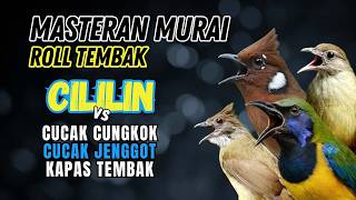 Masteran Murai Batu Besetan Kasar Tembakan Panjang 100% Auto Gacor