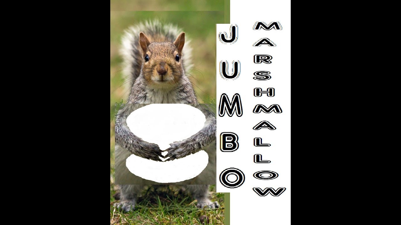 SQUIRREL EATING A JUMBO MARSHMALLOW "FAST MOTION" YouTube