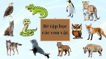 Bé tập nói các con vật | Khám phá các động vật ăn thịt | Bé học nói các con vật qua Hình ảnh