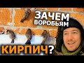 Почему птицы клюют стены домов?