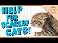 How to Help Your Scared Cat!