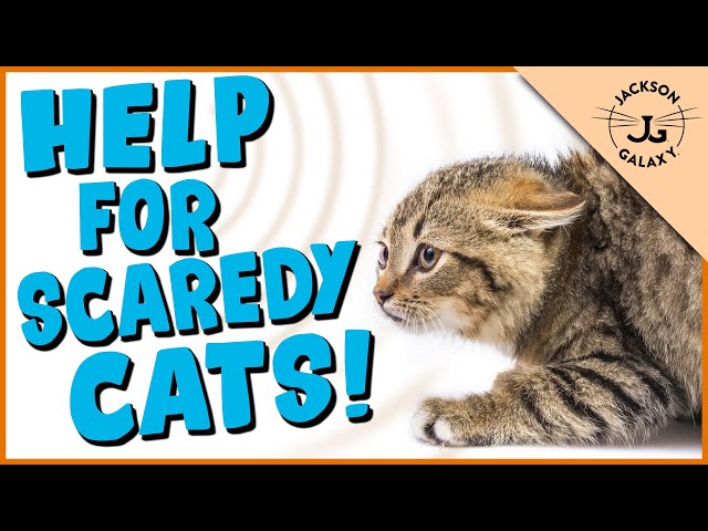 How to Help Your Scared Cat! 