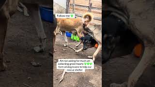 Every Dollar Brings Hope To My Rescues To Help A Meal For Today Please Consider Donating To Support