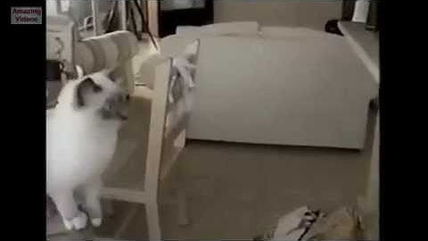 Funny Cat Jump Fail 2015