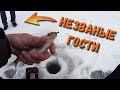 Незваные гости - зимняя рыбалка в городе - Безмотылка +