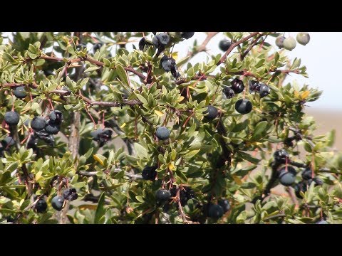 El Calafate #3 (Más allá de lagos y glaciares)