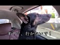 飼い主をお見送り後、キュンキュンが止まらない犬【ジャーマンシェパード】My Dog Can't Stop Crying After Seeing Her Owner Off