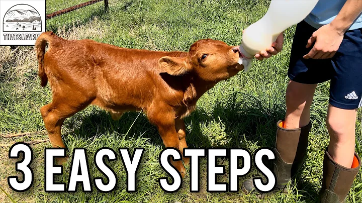 How To Bottle Feed A Calf (In 3 Easy Steps)