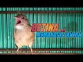 Download Lagu Kapas tembak betina memanggil jantan 100% jantan Nyaut Gacor