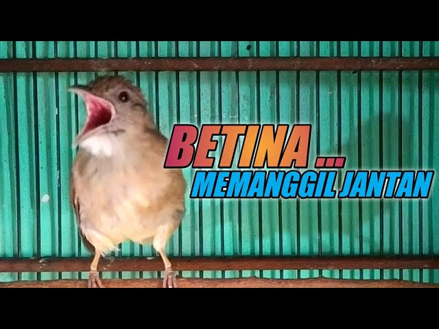 Kapas tembak betina memanggil jantan 100% jantan Nyaut Gacor class=