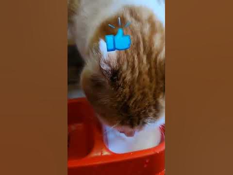 Выбор кота: сосиска или домашнее молоко? - YouTube