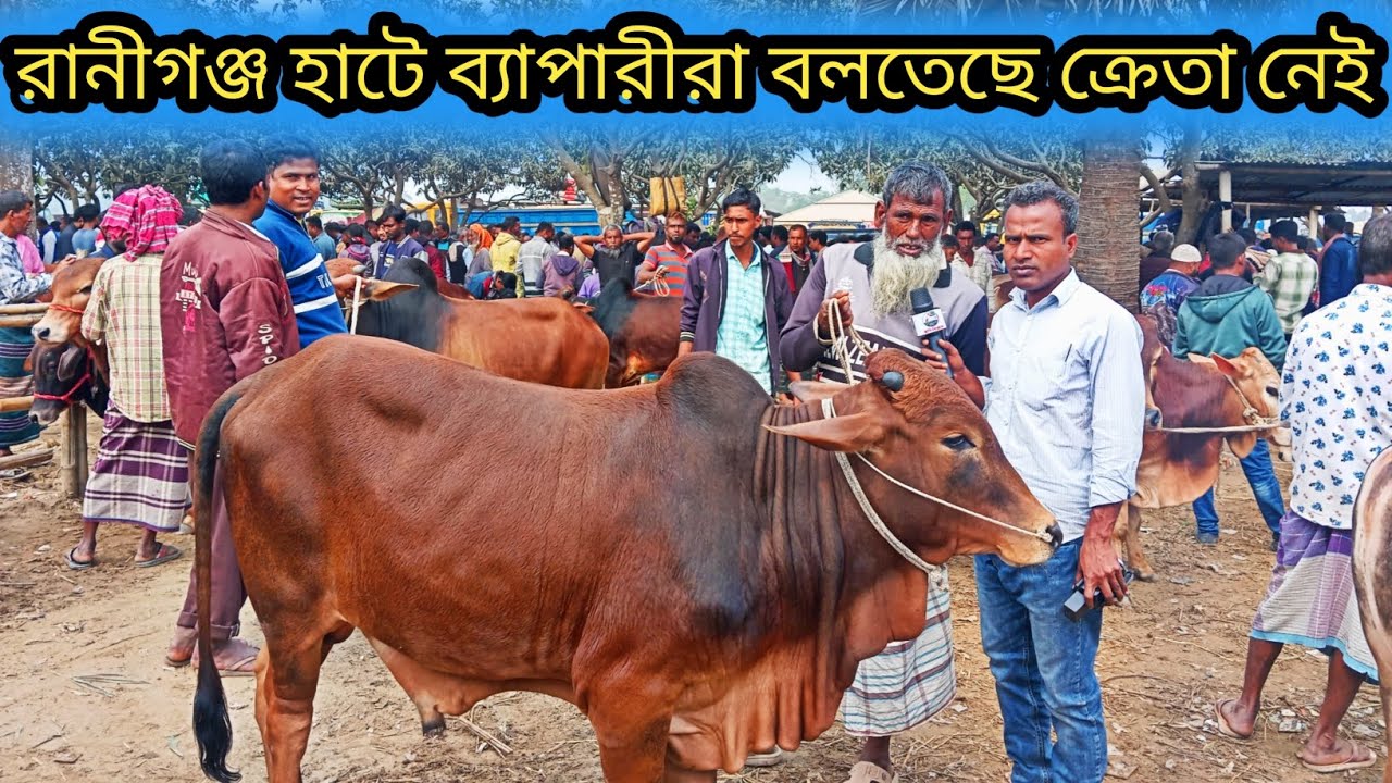 ৩ফেব্রুয়ারি ২০২৬| মাঝারী সাইজের কোরবানীর গরু আমদানি বেশি রানীগঞ্জ হাটে ব্যাপারীরা কেমন দাম চাচ্ছে!