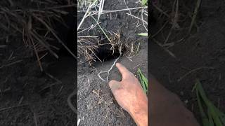 War on gophers!! #13