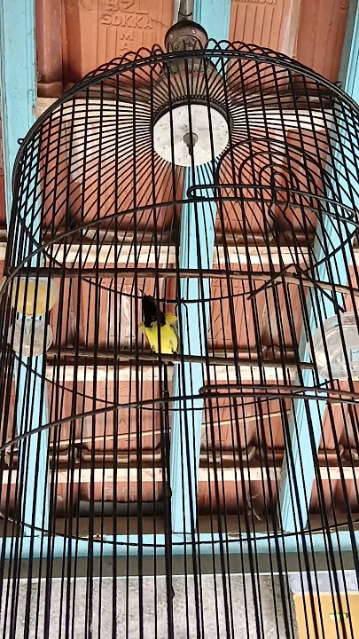 sogon pastol.materi glatik ngerek #kicaumania #sogonijoangacor #sogon #sogonmania