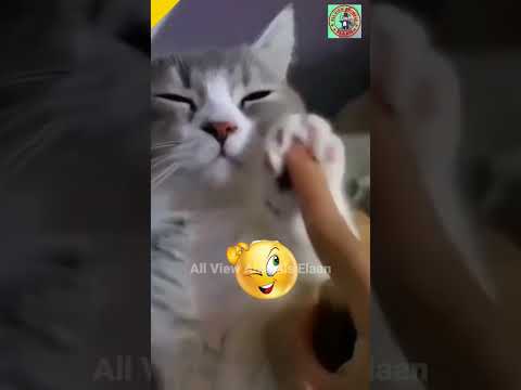 funny animals || try not to laugh pets town funny cats  #shorts #298