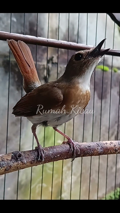 SRDC gacor #kicaumania #burung #sikatanrimbadadacoklat