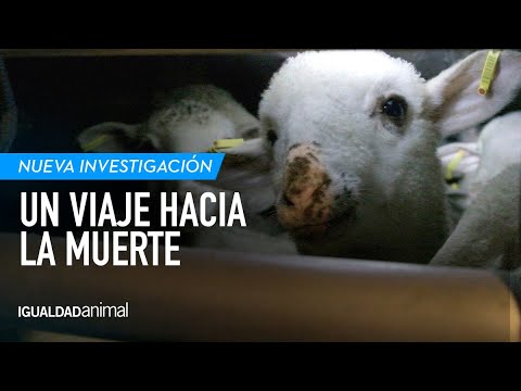 El viaje hacia la muerte | El MALTRATO ANIMAL de la exportación de animales