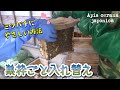 【日本ミツバチ養蜂】くっついた巣枠ごと