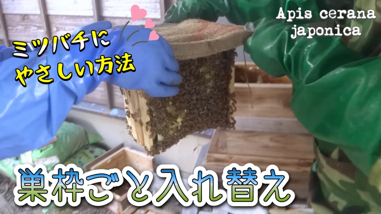日本ミツバチ養蜂】くっついた巣枠ごと🐝💨巣箱入れ替え✨ハチに