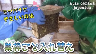 【日本ミツバチ養蜂】くっついた巣枠ごと