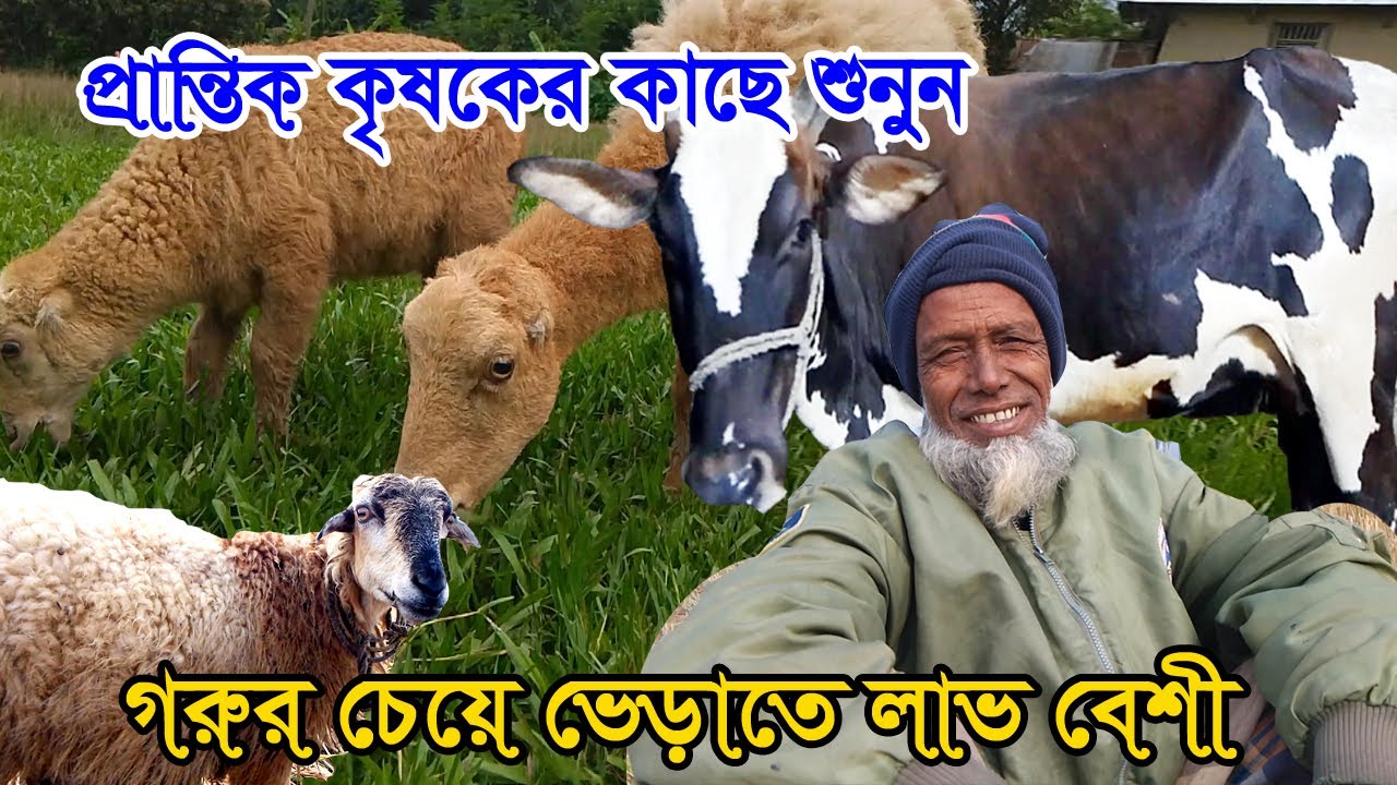 সোনাক্যানা। সন্ধি ভেড়া। গাড়ল ভেড়া পালন করে আয় করছে একজন কৃষক। ভেড়া পালন