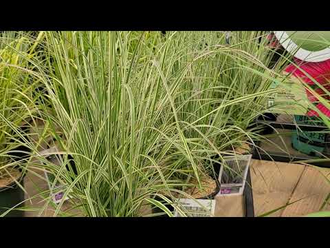 Video: Was ist Overdam Feather Reed Grass - Growing Feather Reed Grass Overdam Pflanzen