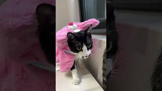 小猫咪被小姐姐玩坏了 #cat #shorts