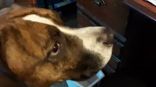 My Dog Sully is Looking for a Chameleon he Saw on the Computer Screen
