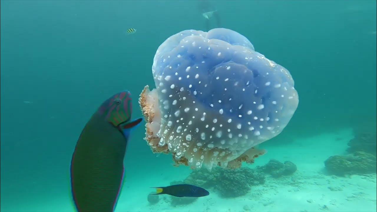Jellyfish Mating Call YouTube