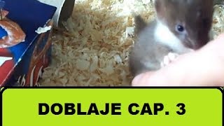 Download Doblando Animales 3 Mp3 and Video Doblando Animales 3