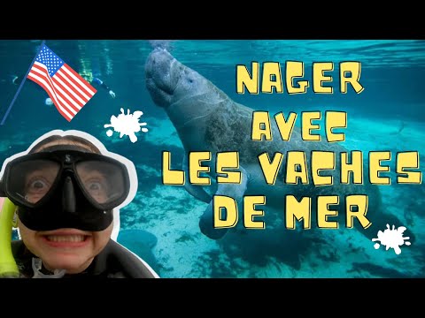 Vidéo: Faut-il nourrir les lamantins ?