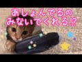 けりぐるみと一生懸命遊ぶマンチカンの子猫茶々くんが可愛すぎて悶絶しました！ #子猫 #マンチカン