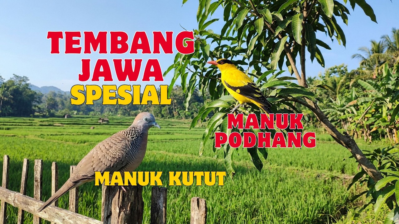 TEMBANG JAWA SPESIAL MANUK KUTUT MANUK PODHANG - YouTube