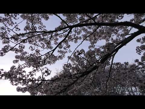 Bumble Bees Buzzing in the Cherry Blossoms